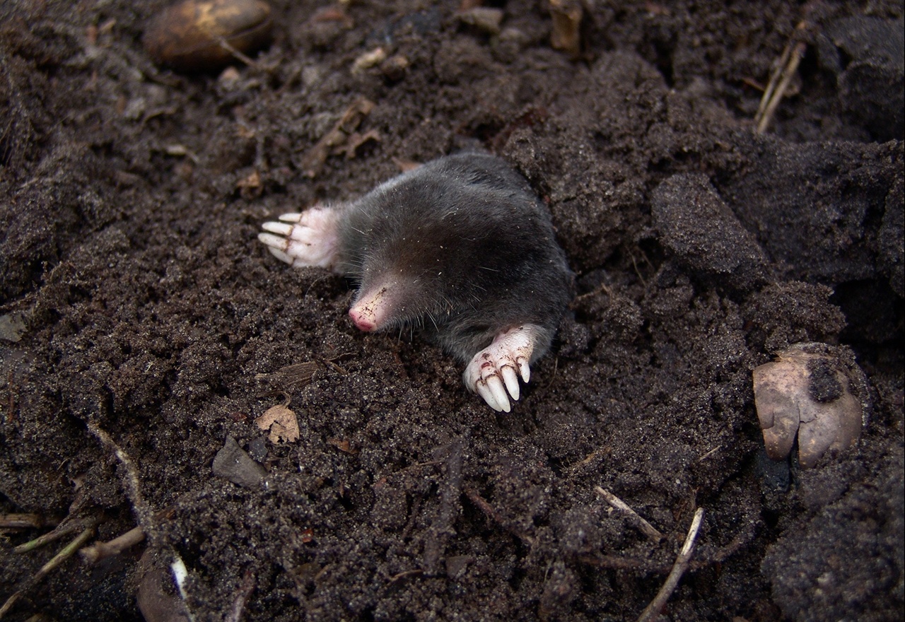 Mole rodent deals